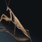 PrayingMantis